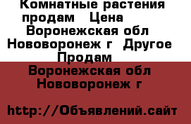 Комнатные растения продам › Цена ­ 100 - Воронежская обл., Нововоронеж г. Другое » Продам   . Воронежская обл.,Нововоронеж г.